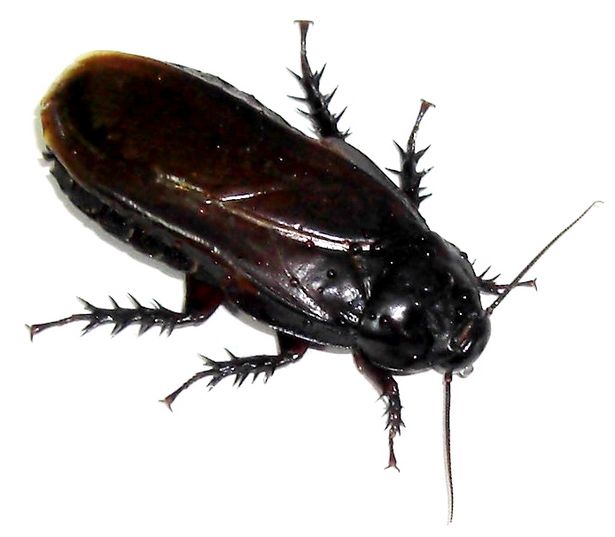 article-new-thumbnail-ehow-images-a05-5b-ci-household-pest-identification-800x800