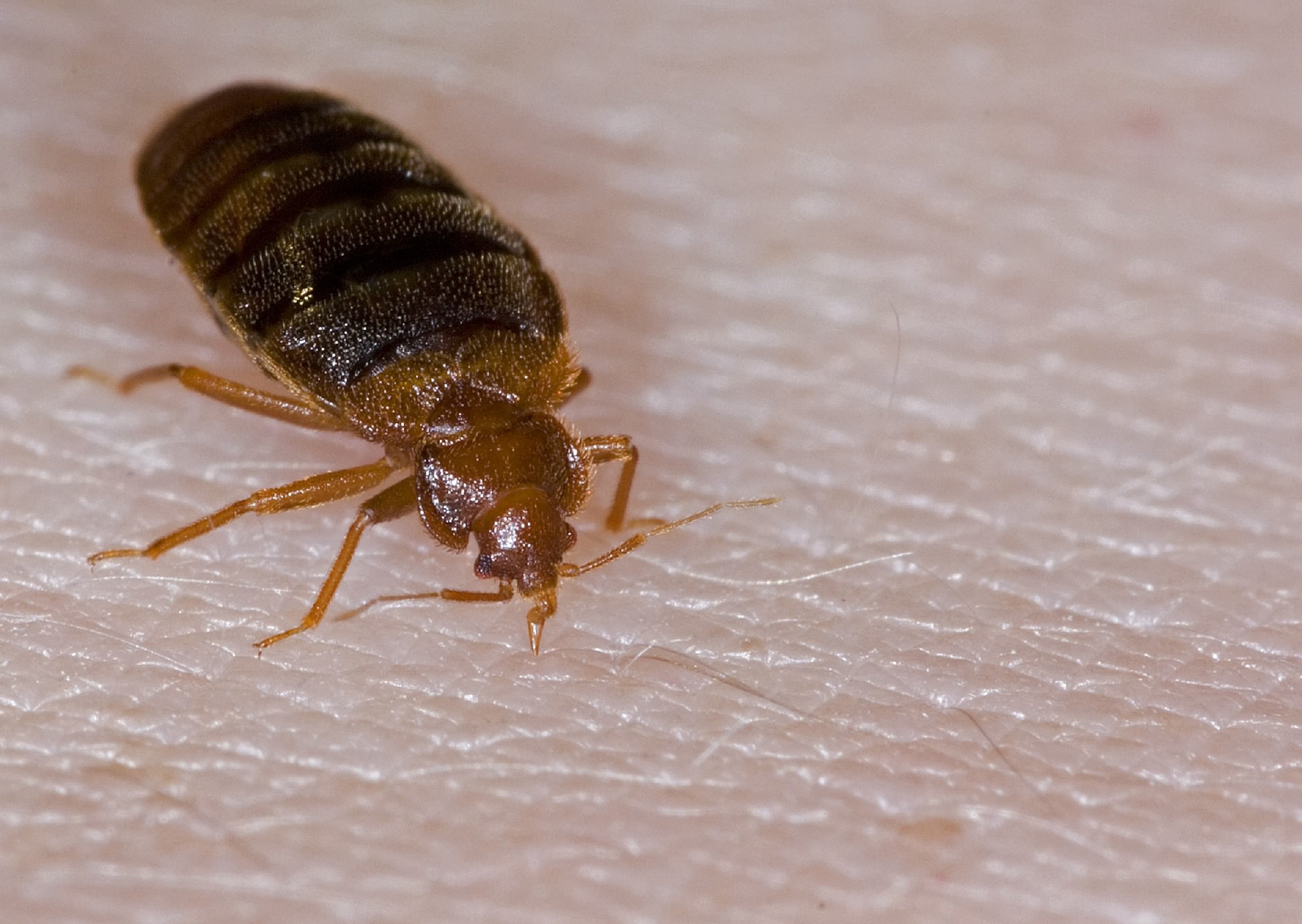 bed-bug-1
