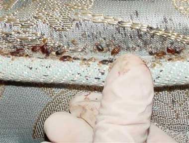 Bed bugs and fecal matter. ugh.