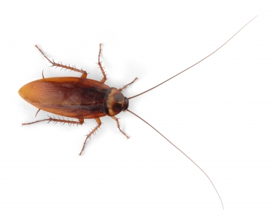 cockroach
