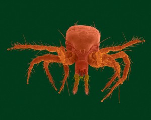 pest-300x240