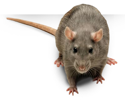 pest_img
